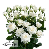 Белые кустовые розы поштучно