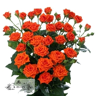 Оранжевые кустовые розы поштучно